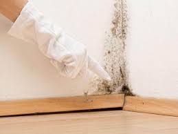 Why You Should Choose Our Mold Remediation Services in Baileys Crossroads, VA